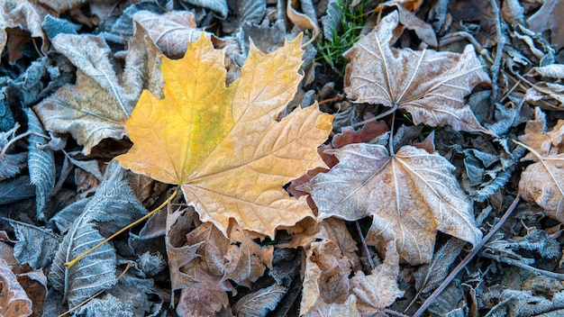 Frozen Leaves background. first frost in the city Park