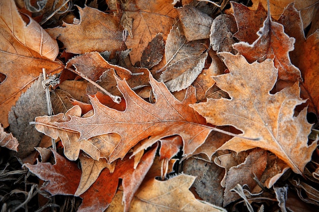 冷凍の葉をクローズ アップ 自然な背景