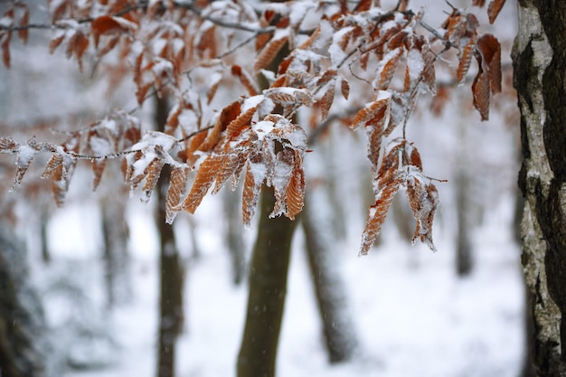 Frozen leaves covered with ice crystals