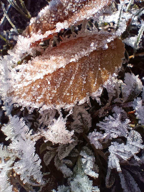 Frozen leaves on the frozen ground