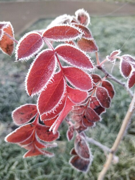 Foto foglie congelate dell'albero di rowan foglie di rowan nella neve