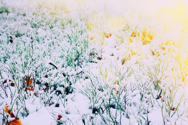 Frozen leaves