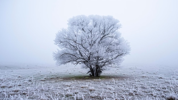 凍った威厳の草原の木と霜
