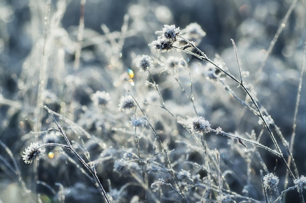 凍った牧草地の花