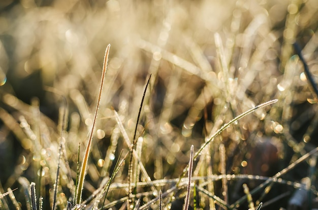 Frozen meadow grass