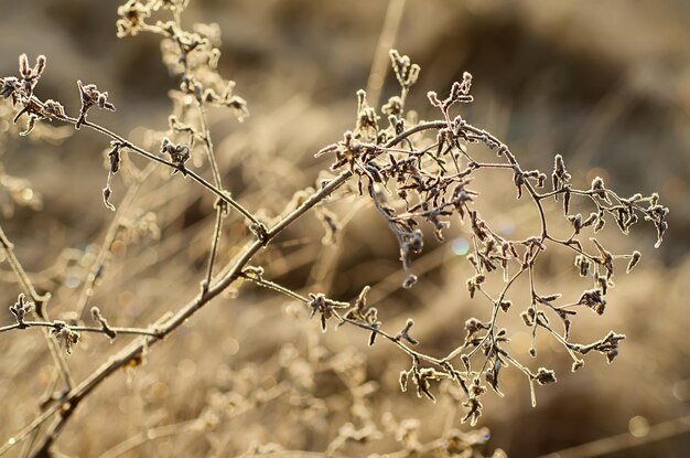 Frozen meadow plant natural vintage winter background macro image