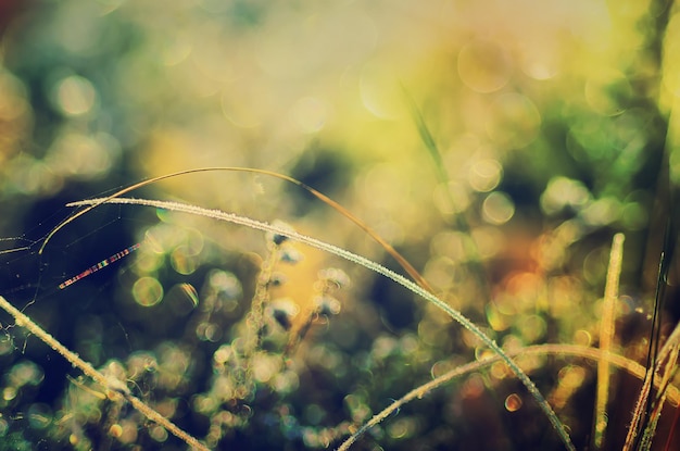 Frozen meadow plant