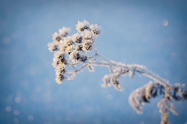 Frozen meadow plant