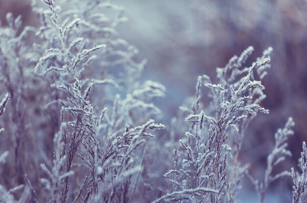 Photo frozen meadow