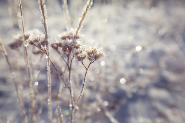 Frozen meadow