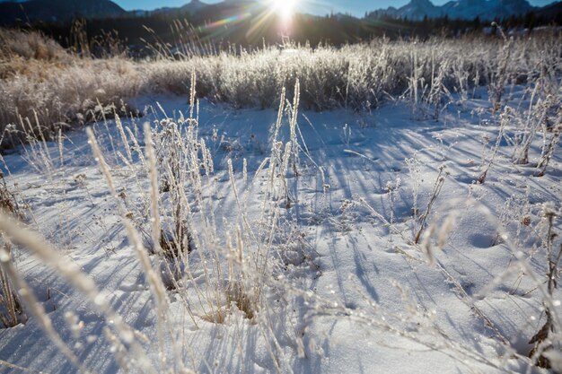 Frozen meadow