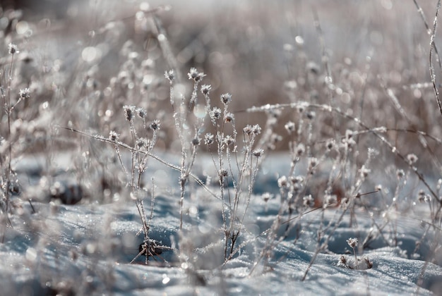 Photo frozen meadow