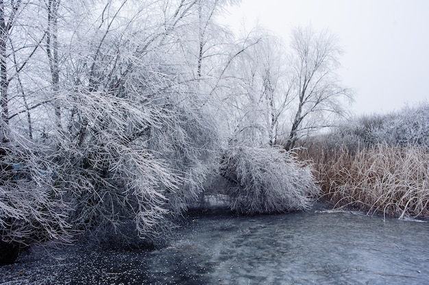 Frozen moor lake in winter