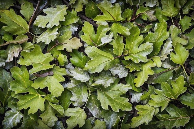 Frozen oak leafs abstract natural background