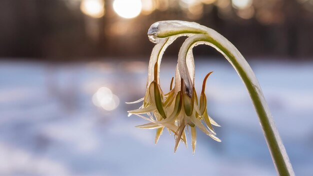 Photo frozen onopordum acanthium beautiful winter seasonal natural background