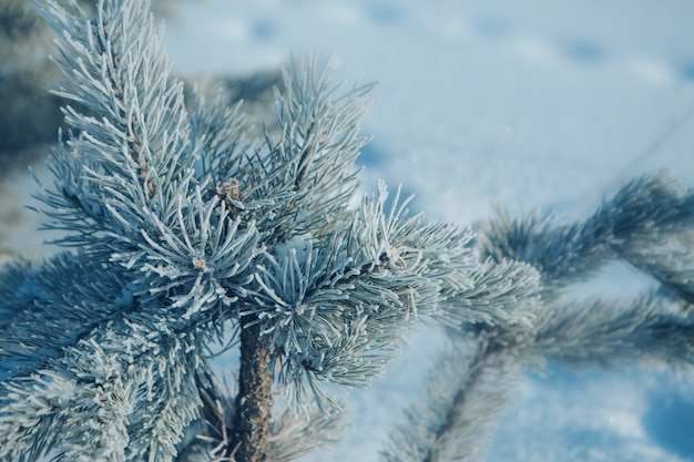 Frozen pine branch close-up.