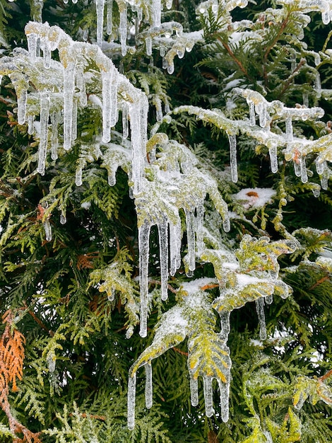 雪嵐の後に氷で覆われた凍った松の枝のコピースペース