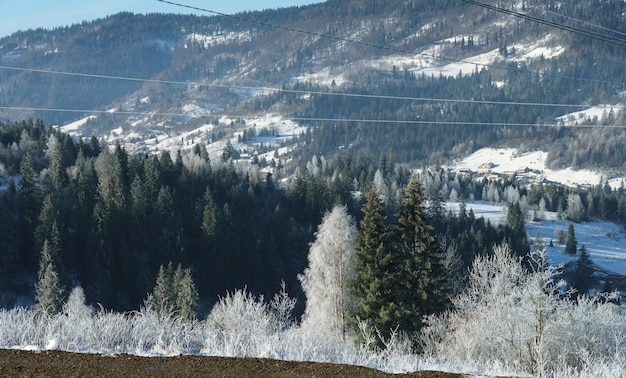 Frozen pine trees early morning on Carpathian mountains in Ukraine