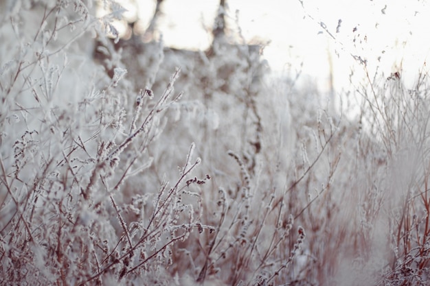 Frozen plant with snow above