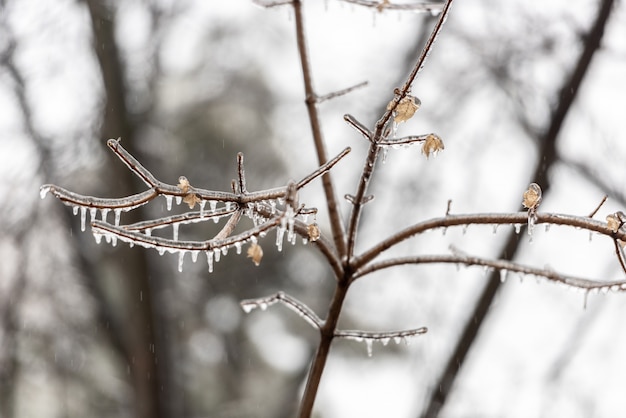 Frozen plants covered in thick layer of ice 