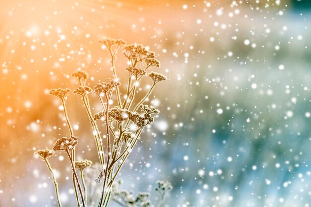 Foto le piante congelate al mattino presto si chiudono in inverno