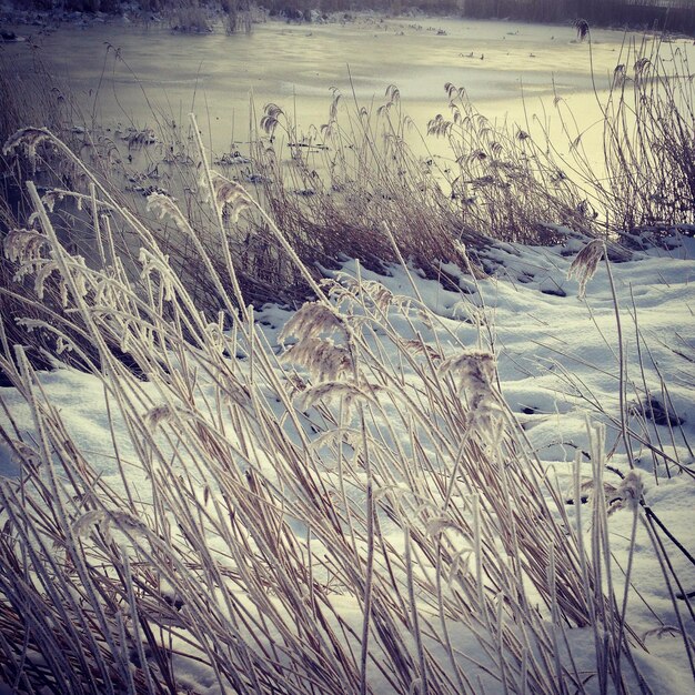 Frozen plants on field