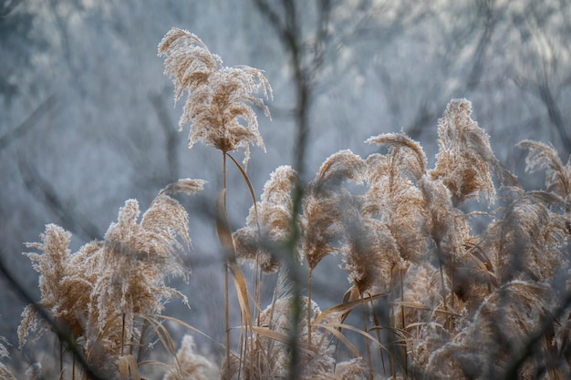 Frozen plants in the morning