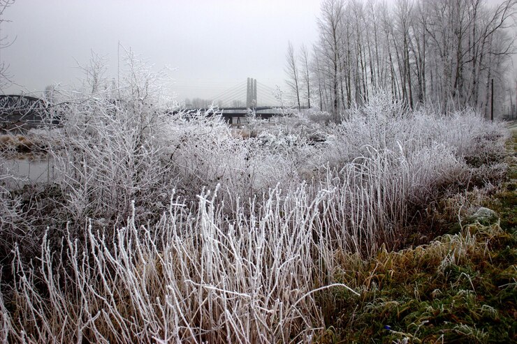 Photo frozen plants and trees on field against sky during winter