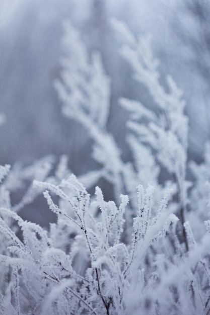 Frozen plants winter background