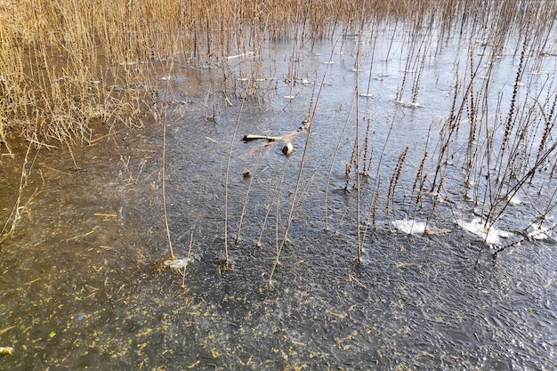 Frozen pond in winter