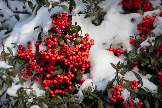 Frozen Red berries of hawthorn on branches under snow in a winter