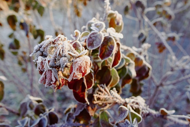 frozen red berries in winter snowy day