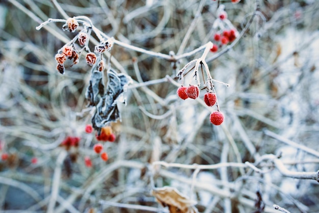 frozen red berries in winter snowy day