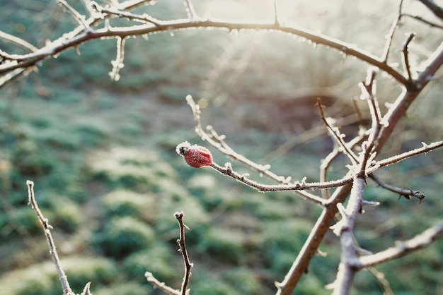 Bacche rosse congelate in una giornata nevosa invernale