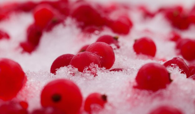 Photo frozen red currant berries