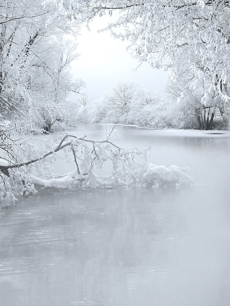 Frozen river and snowy trees