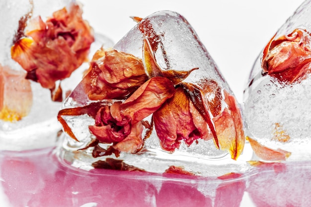 Frozen rose in ice cube