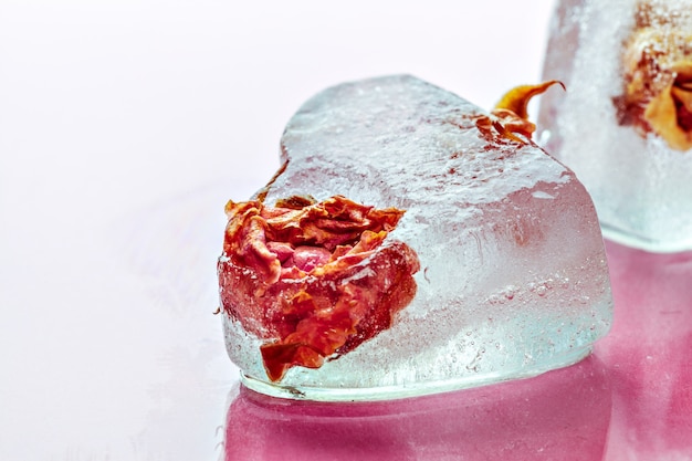 Frozen rose in ice cubes