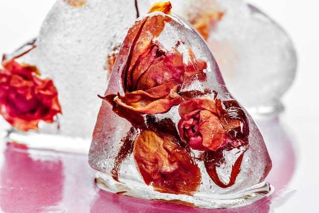 Frozen rose in ice cubes