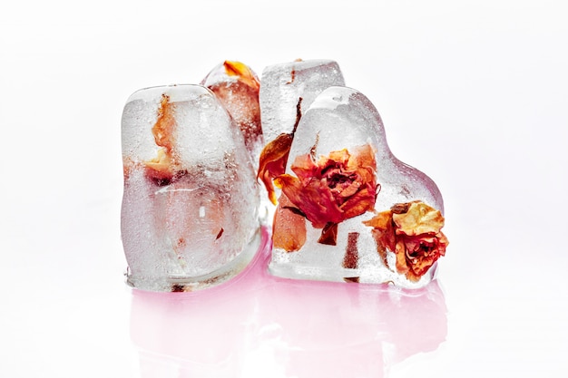 Frozen rose in ice cubes