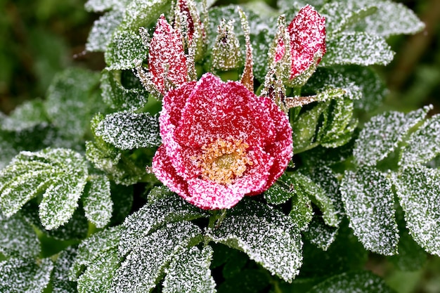 Frozen rose sprinkled with first winter snow