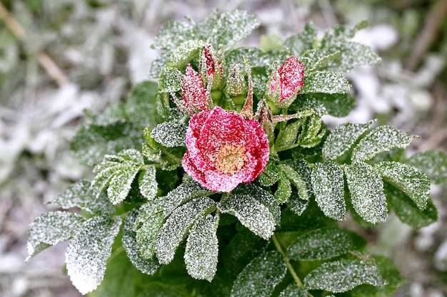 Frozen rose sprinkled with first winter snow