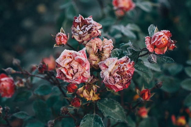 Frozen roses after night frost in autumn, nature wall