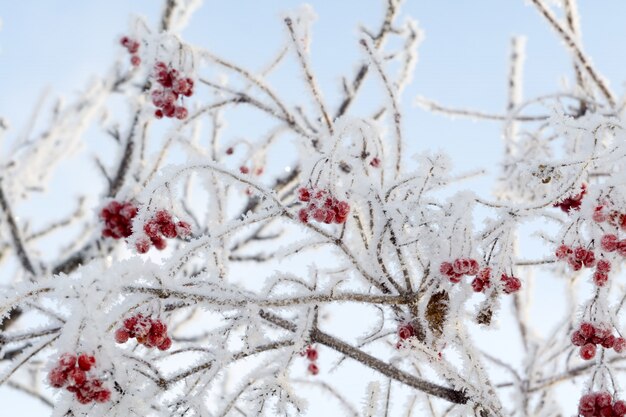 Frozen Rowan