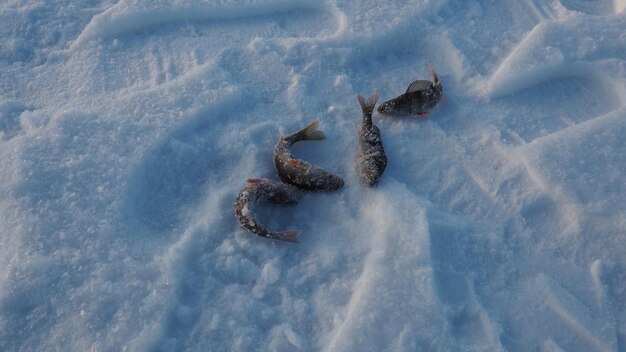 Frozen small perch on snow ice Catch caught during winter fishing River perch or common perch Perca fluviatilis is species of rayfinned fish of the genus of freshwater perches of the perch family