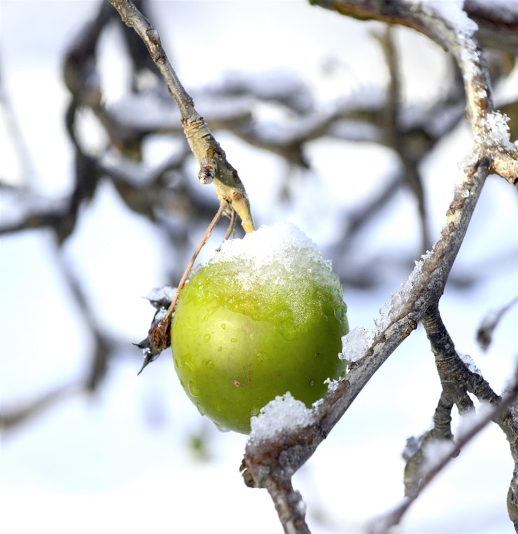Photo 果樹園のリンゴに凍った雪の画像
