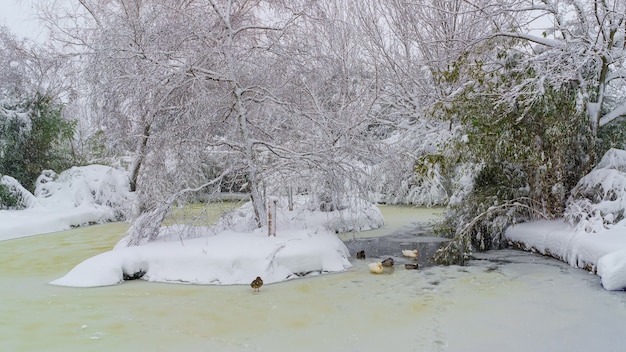 Frozen and snow-covered lake in a park in Madrid. Spain
