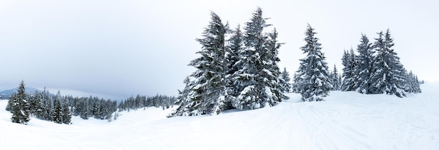 Frozen snowcovered fir forest after snowfall and gray sky in haze at winter day Carpathian Mountains Ukraine