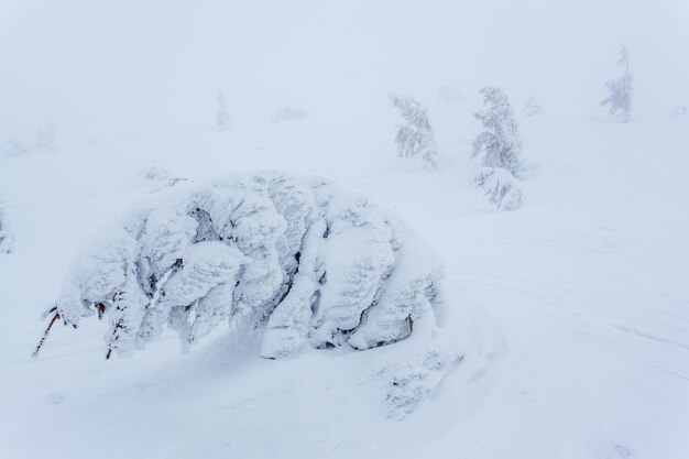 冬の日の降雪と灰色の空の後の凍った雪に覆われたモミの森カルパティア山脈ウクライナ