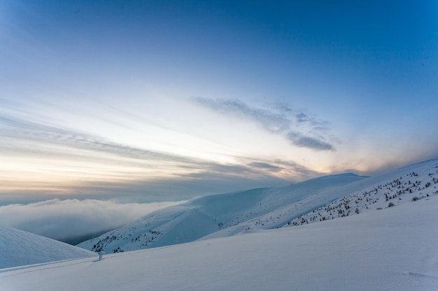 Frozen snowcovered fir forest after snowfall and gray sky in haze at winter day Carpathian Mountains Ukraine